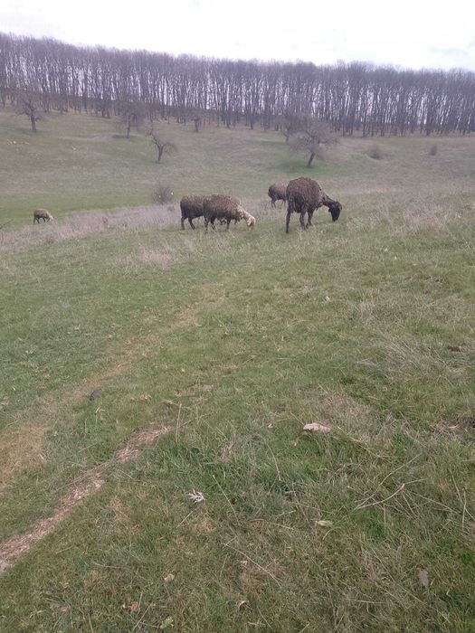 Продавам агнета за Великден
