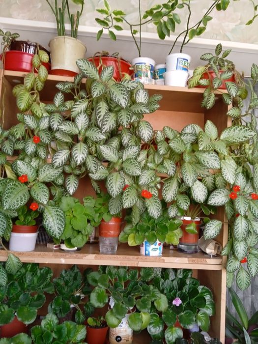 Эписция – ампельное растение, одна из представительниц геснериевых