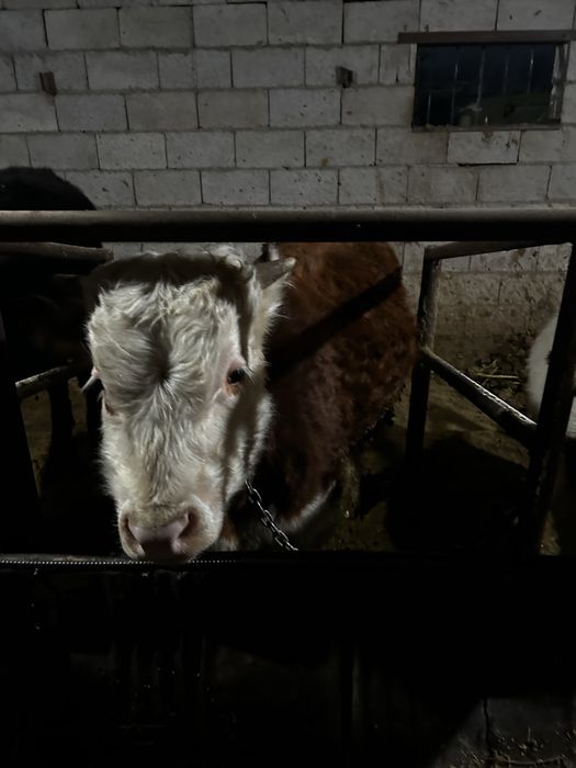 Бычок 9-10 айлык