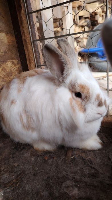 Vand iepurasi cap de leu