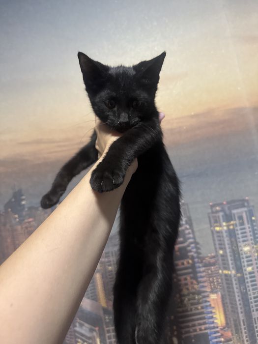 Отдам в добрые руки котята