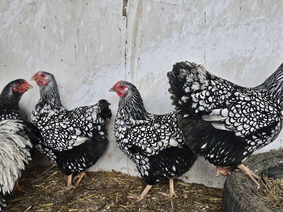 Vand sau schimb Pauni si femele maturi! Si familii Wiandotte