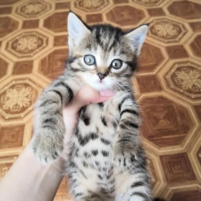 Чудесные Шотландцы