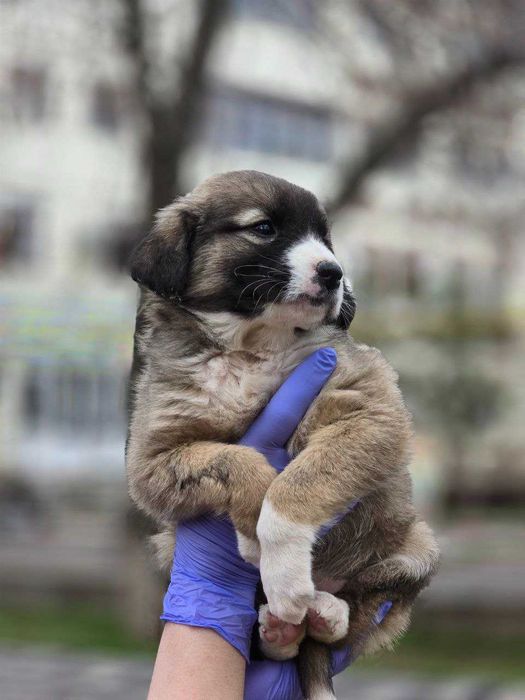 Щенок, девочка, 2 месяца