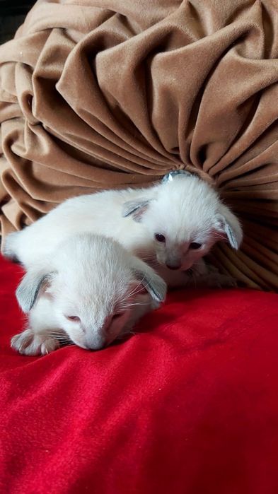 Ориентальные  мальчики  и девочки