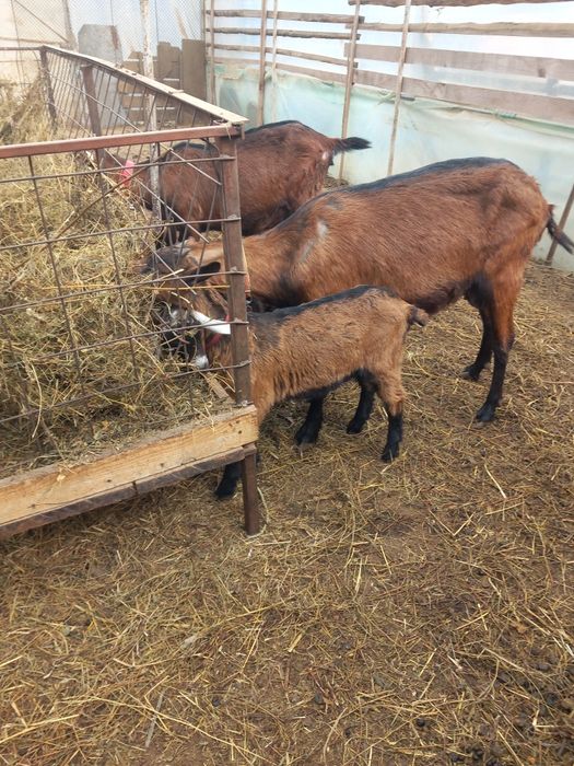 Vand trei capre  alpina franceză