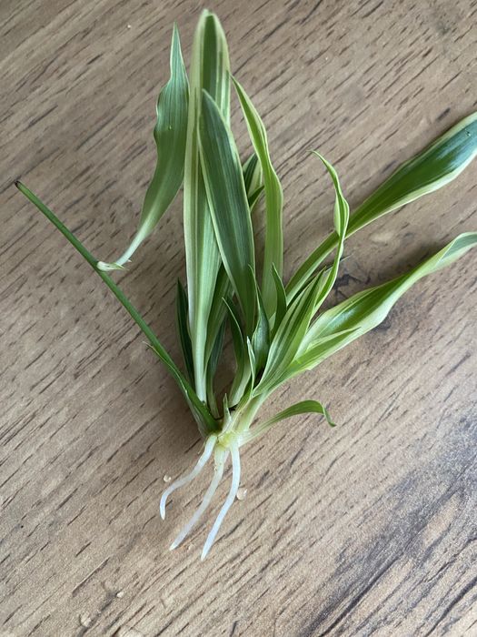 Хлорофитум 500 тг