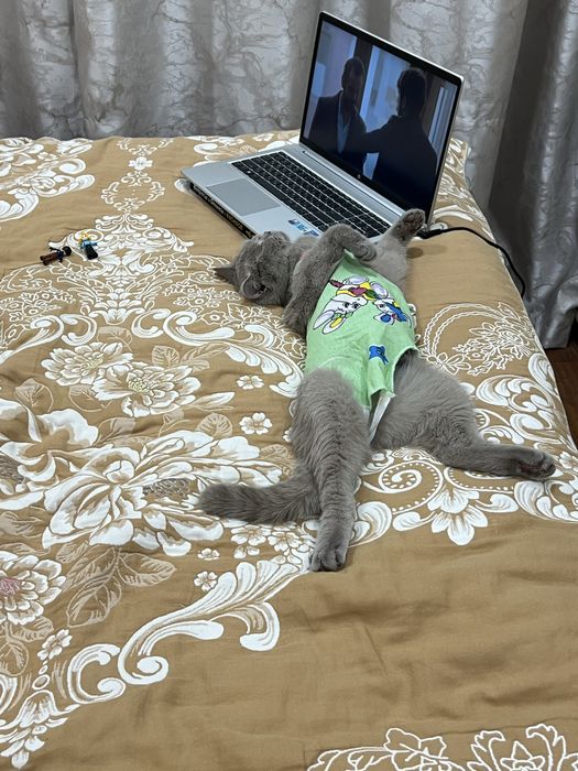 Продам стерилизованную кошку