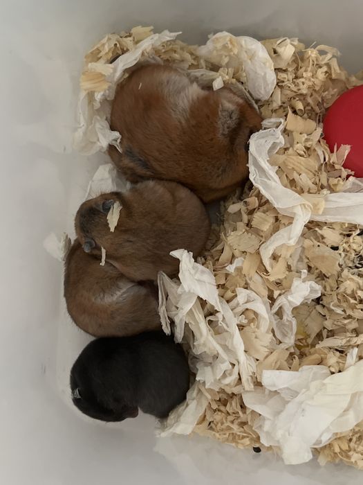 Сирийские хомячки