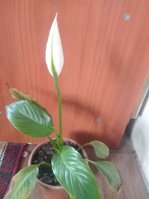 Молочай и женское счастье