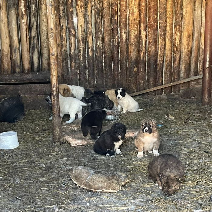 Щенки Алабая 2 месяца