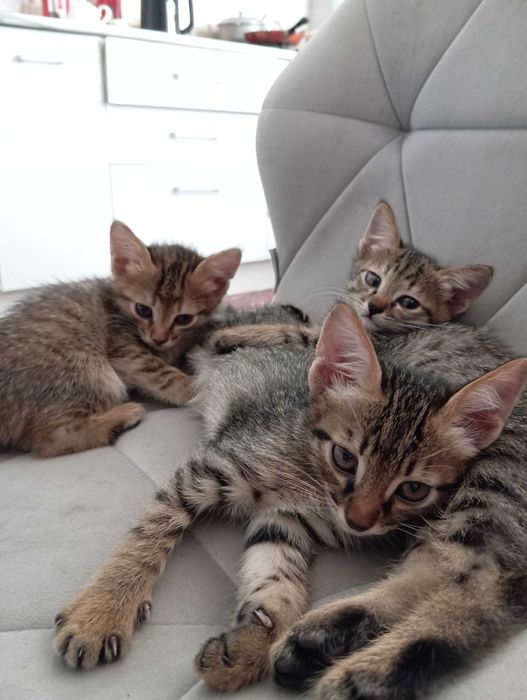 Котята милые в хорошие руки