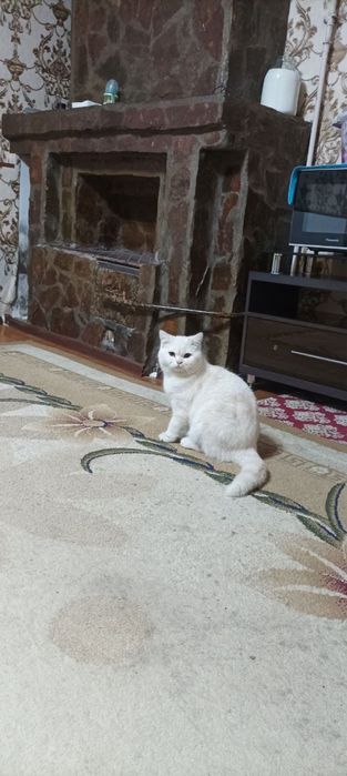 Чистый британский короткошерстный кот — спокойный и красивый, 1+ год