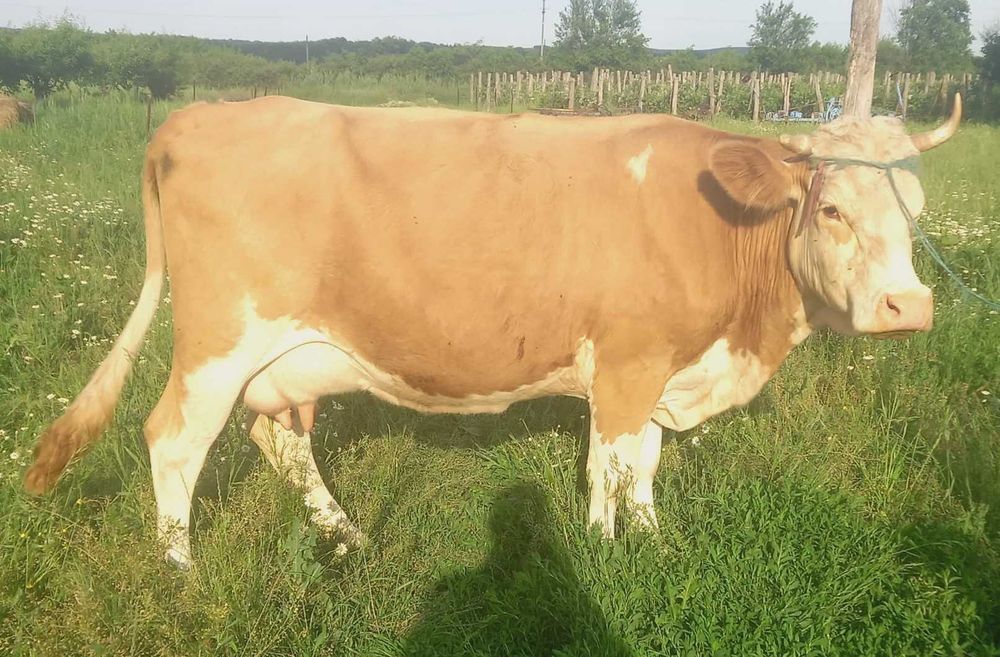 Vand vaca Baltata Romaneasca gestanta in 2 luni