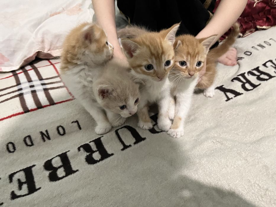 котята 1 месяц