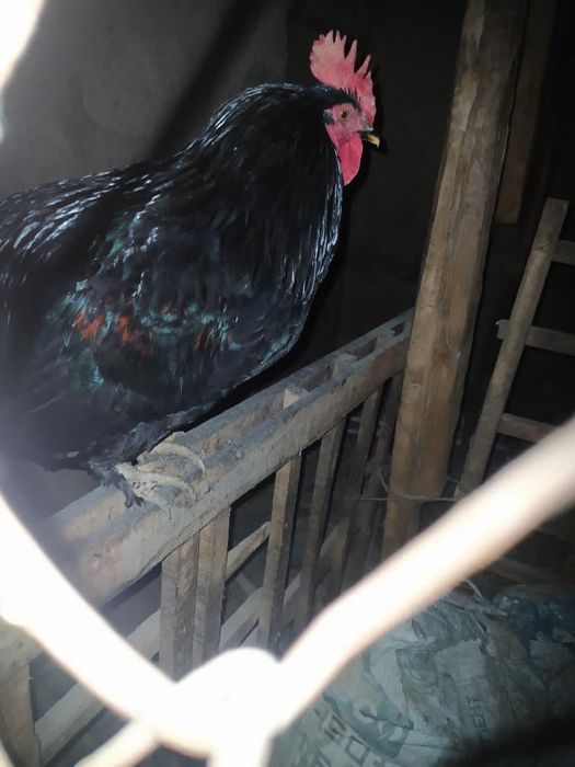 yosh narsa ogan odam baraka topadi