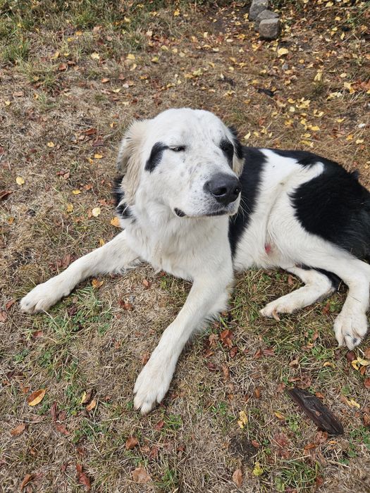 Бруно търси своя дом!