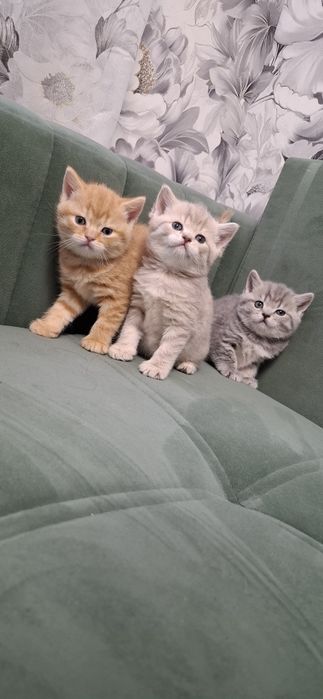 Шотландские скоттиш страйт котята