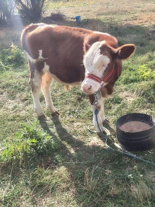 Vitel baltata romaneasca de 5 luni