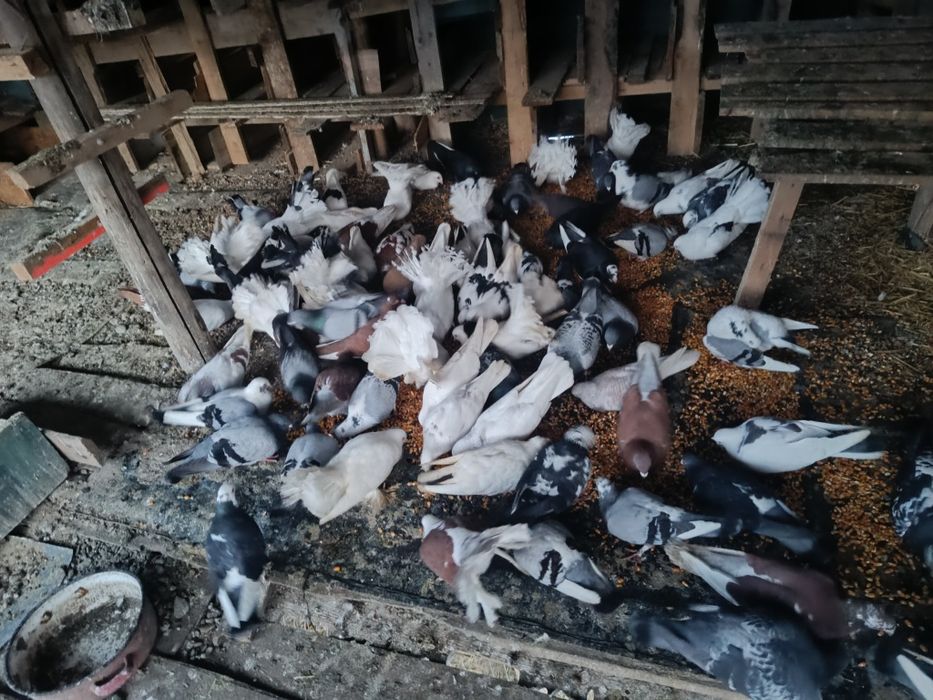 Vând porumbei diferite rase