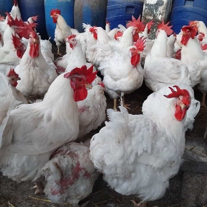 Cocoși albi de vanzare