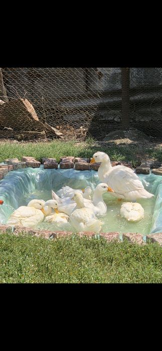 Vand Rate Pekin (carne si oua )