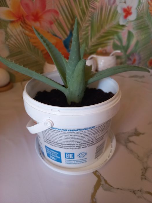 Продам отростки алоэ веры