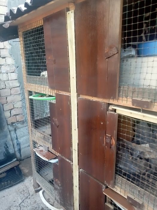 Куен катак  хуроз катак quyon katak xo'roz katak