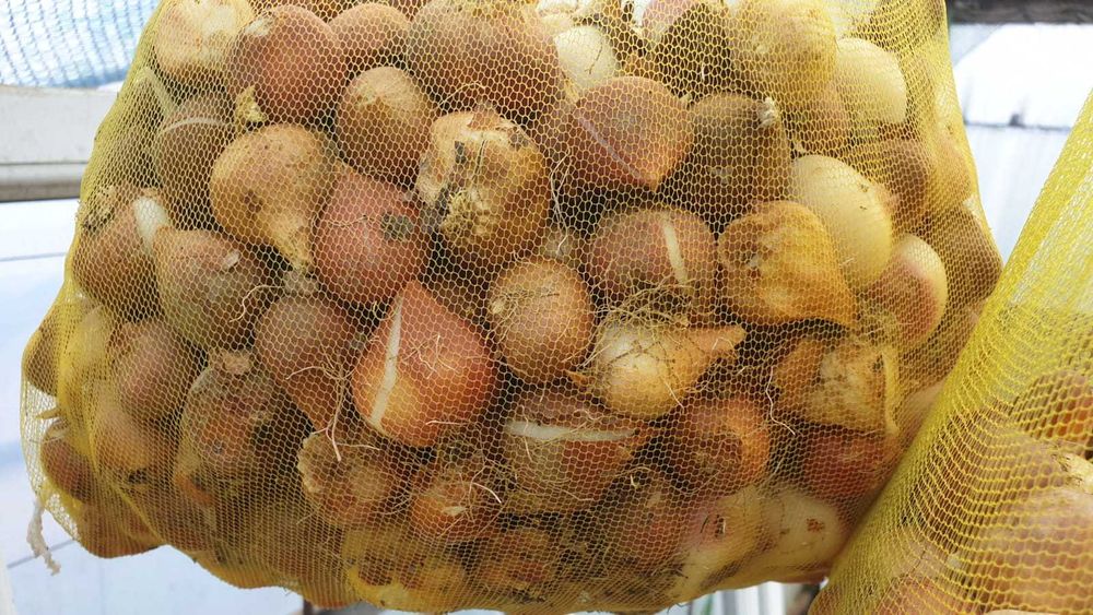 Bulbi lalele mix, calitate superioară, pregătiți de plantare