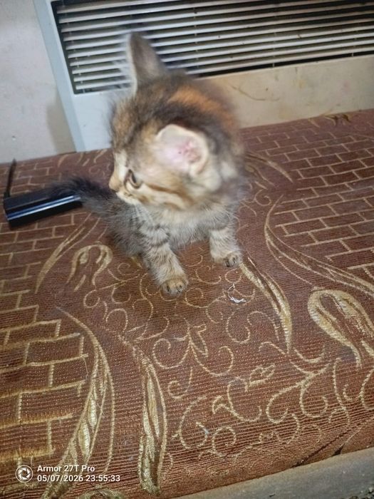 Отдам котят бесплатно срочно!!