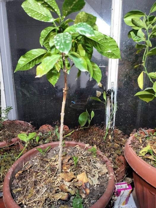 Плодоносящие мандарины