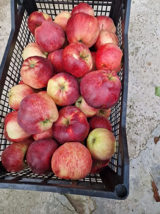 Продавам био ябълки, без химия!