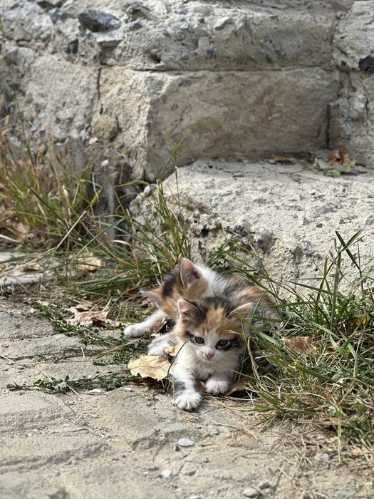 Отдам бесплатно котят в добрые руки