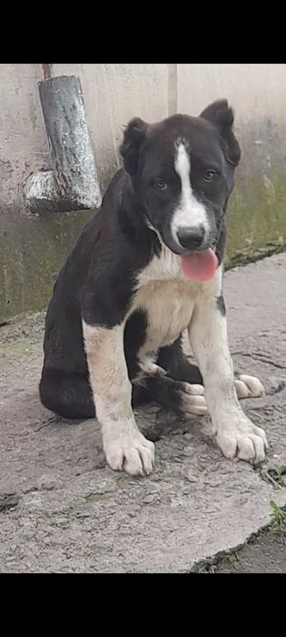 Породные щенки алабая