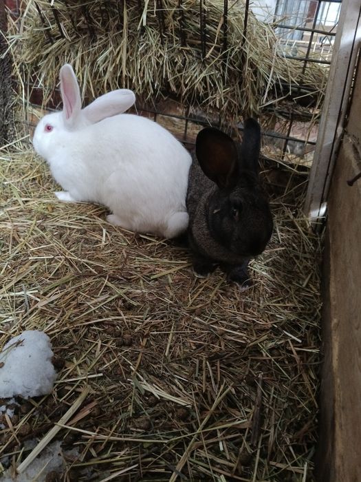 Продам кроликов .