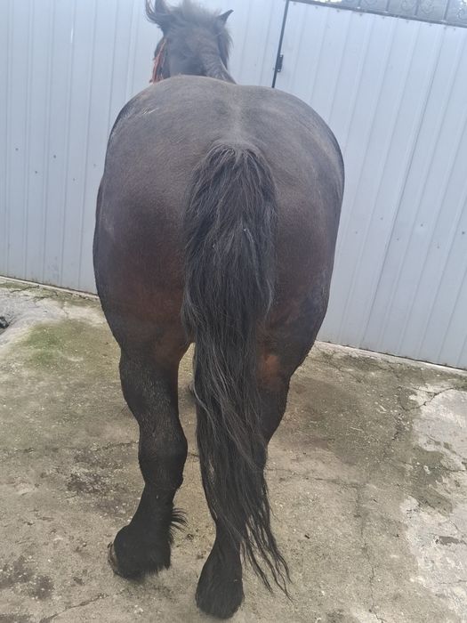 iapă de 3 ani de vânzare