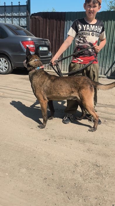 Найден малинуа,кобель.