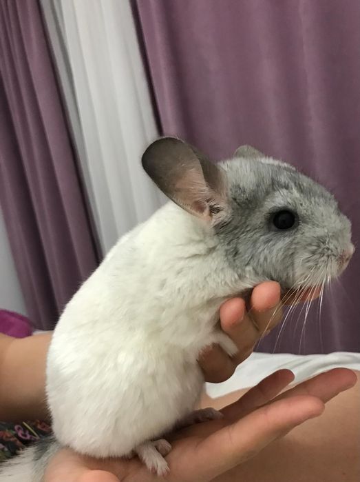 Chinchilla de vânzare!