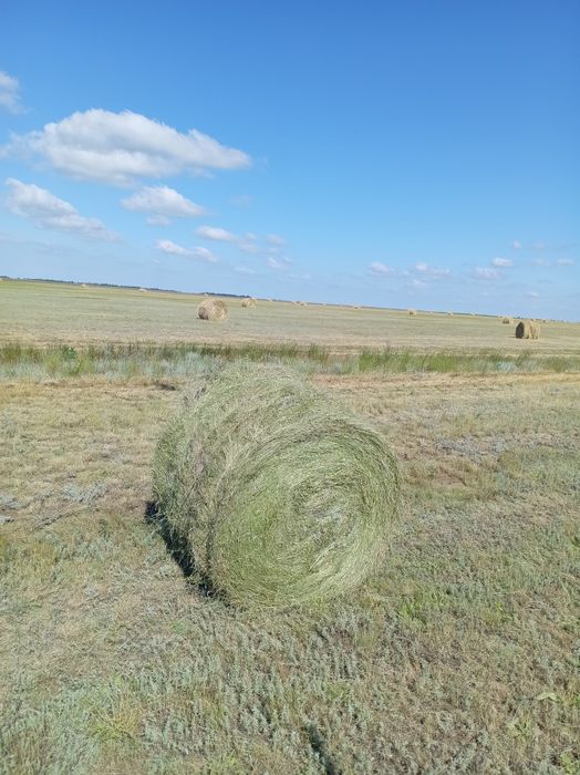 Продам сено степное