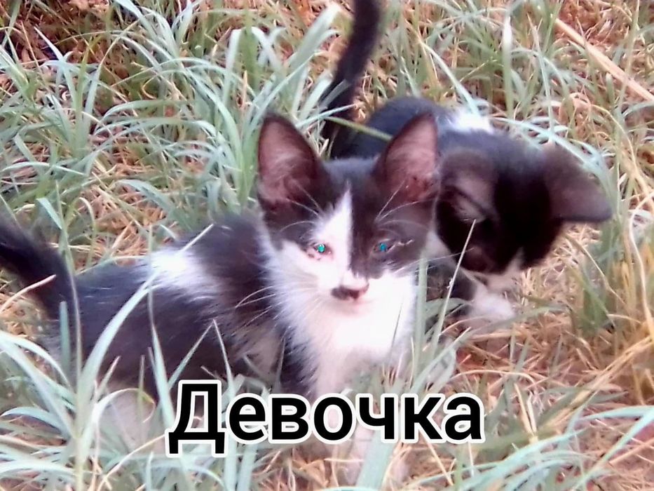 Котята даром в добрые руки