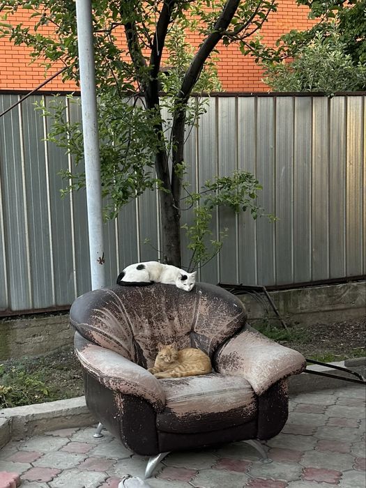 Рыжый кот бесплатно