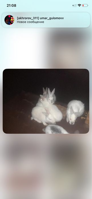 Quyon bolalari sotiladi