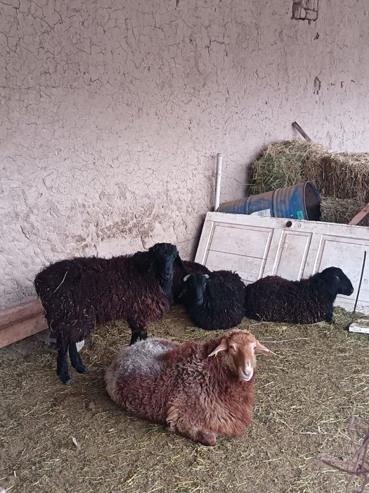 Қошқарлар сатылады