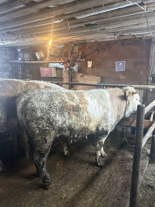 Откорм бұқалар Орал қаласы