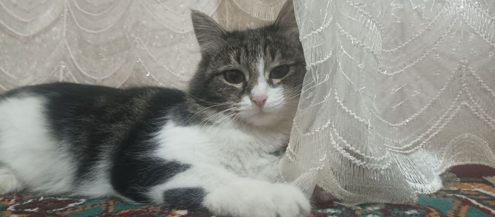 Mitis zotlik mushuk sotiladi 1 yosh bir marta bola bergan