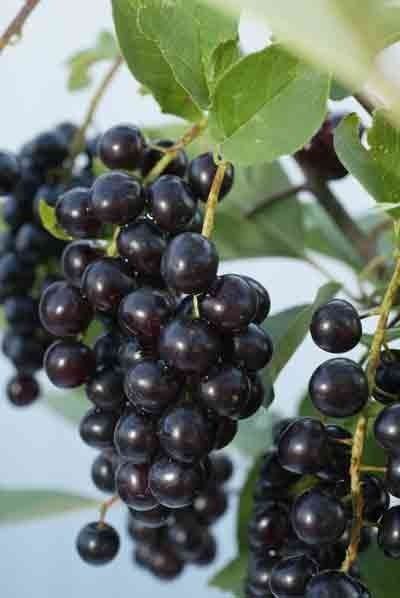 Arbuști Fructiferi (Coacăz Negru )