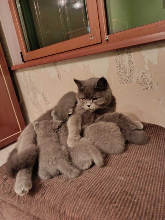 Британски котенца