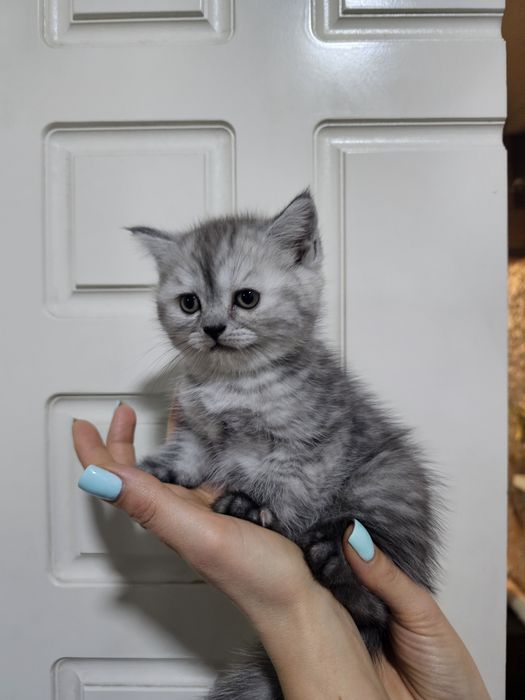 Котенок британец