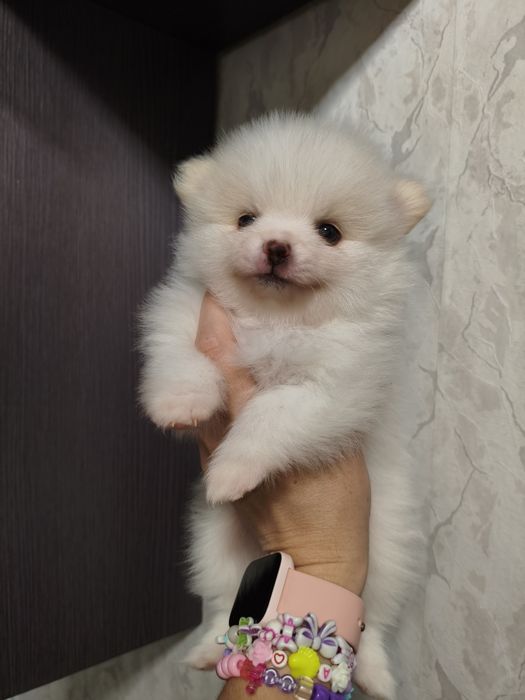 Продам щенков породы шпиц