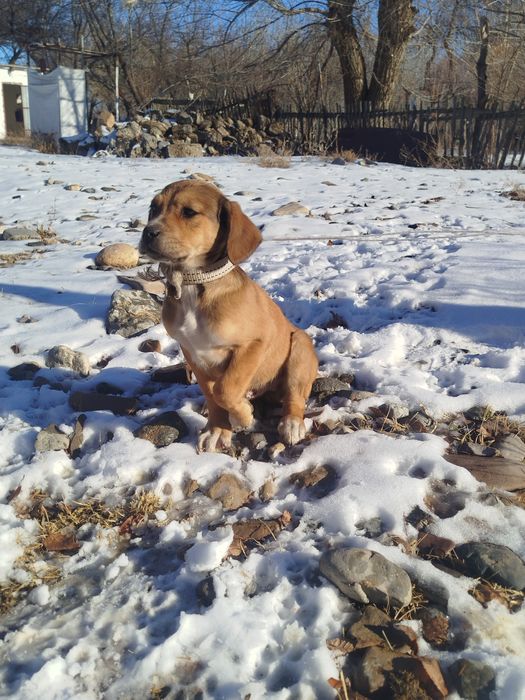 Еркек күшік 1,5ай